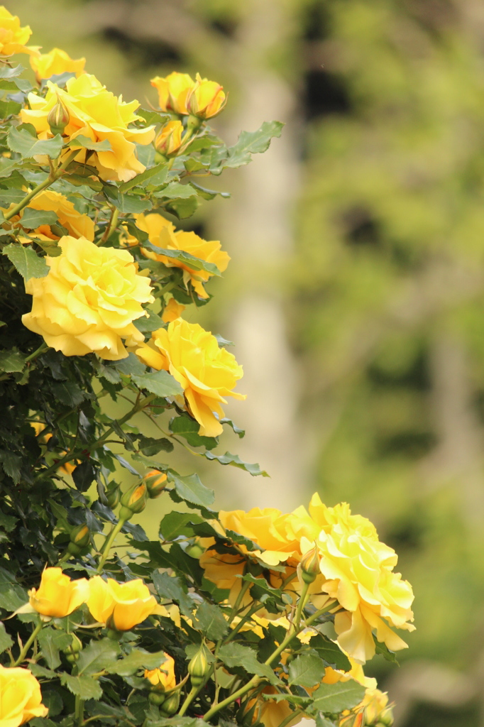 日のあたる黄薔薇