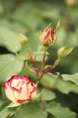 黄バラ？紅バラ？