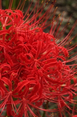 赤い花の舞