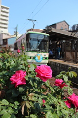 花咲く路面電車