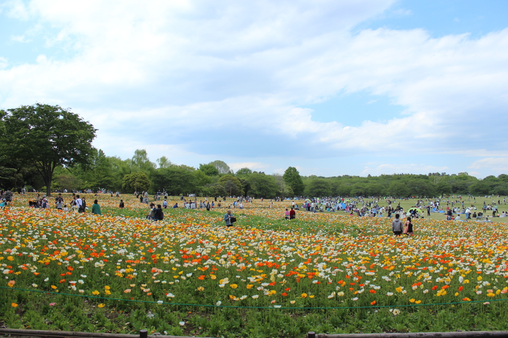みんなの原っぱ