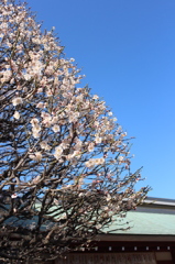 亀戸天神梅まつり