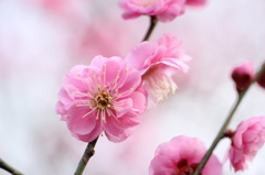 早咲き梅