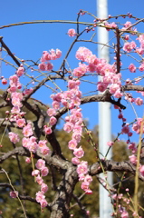 しだれ梅