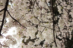 桜覚醒