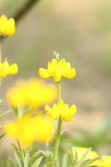 ちょうちょ？