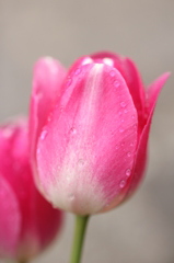 花もシャワー中