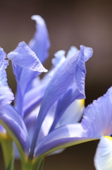 蒼