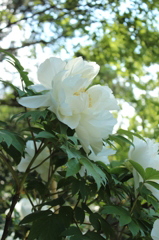 大輪の花