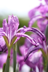 活き活きとする菖蒲