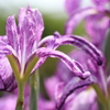 活き活きとする菖蒲