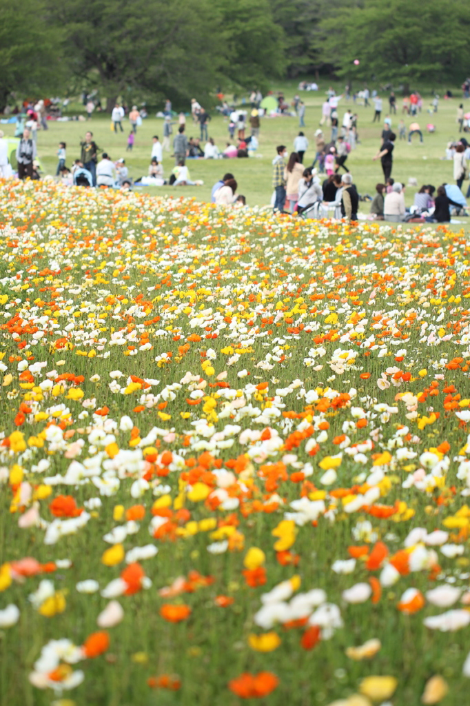 アイスランドポピーの原っぱ