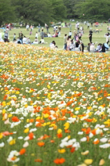 アイスランドポピーの原っぱ
