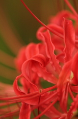 赤く燃える花