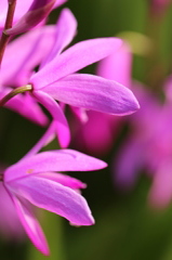 片隅で満開の花