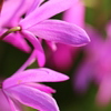 片隅で満開の花
