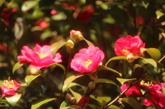 陽だまりに花