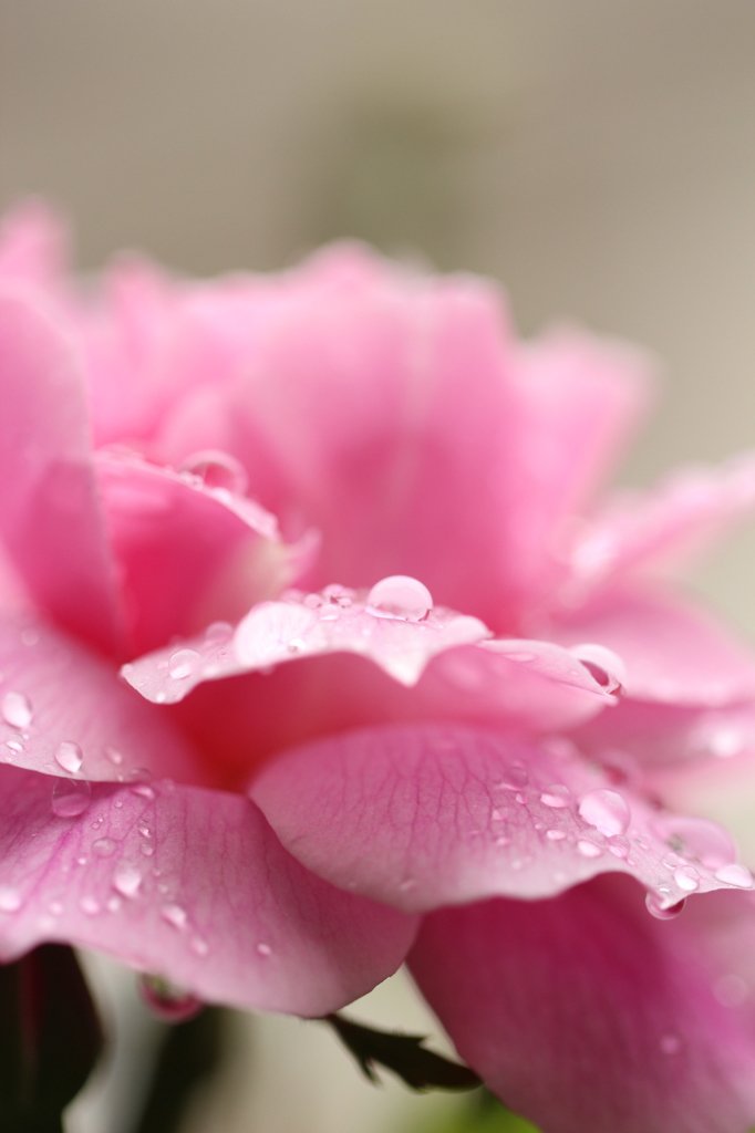 雨に濡れる花