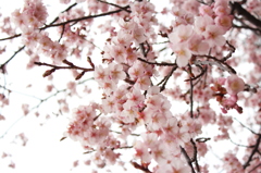 桜の錦模様