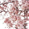 桜の錦模様