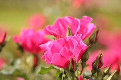 バラの花壇