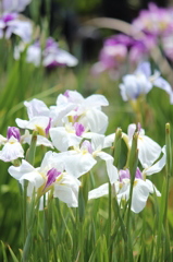 白い菖蒲