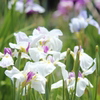 白い菖蒲