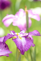 紫菖蒲２