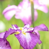 紫菖蒲２