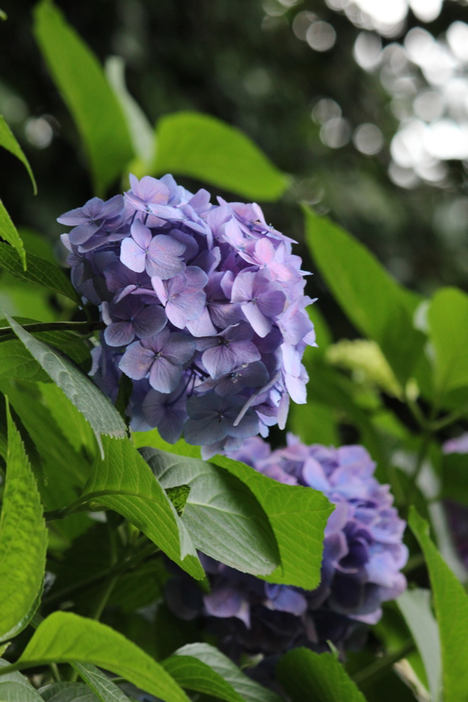 裏山の紫陽花