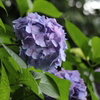 裏山の紫陽花