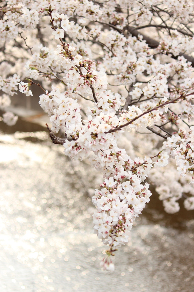 川桜