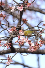 メジロ押し