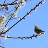 メジロと梅と青空