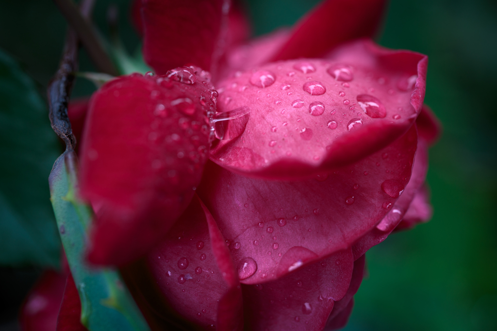 Wet rose