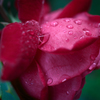 Wet rose