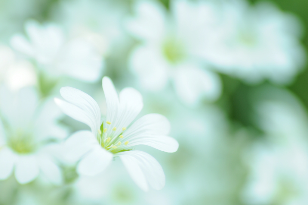 雪色の花