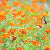 この花とまれ
