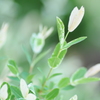 やさしい若葉