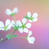 ゆきやなぎ