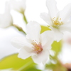 山桜