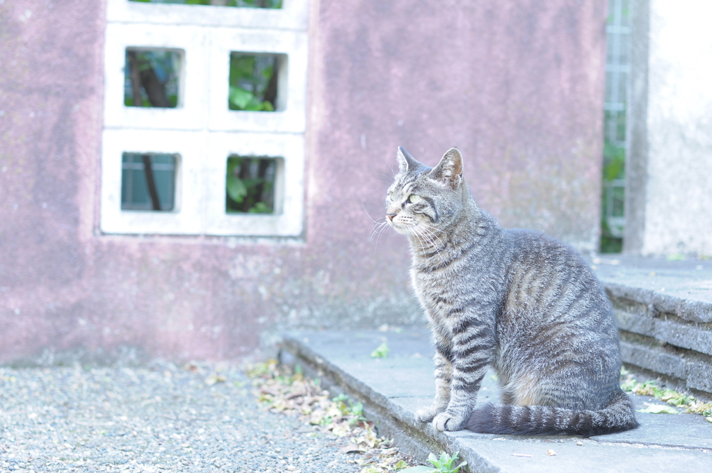 プロヴァンス風の猫たち