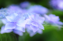 幽玄紫陽花