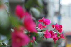 銀座の花