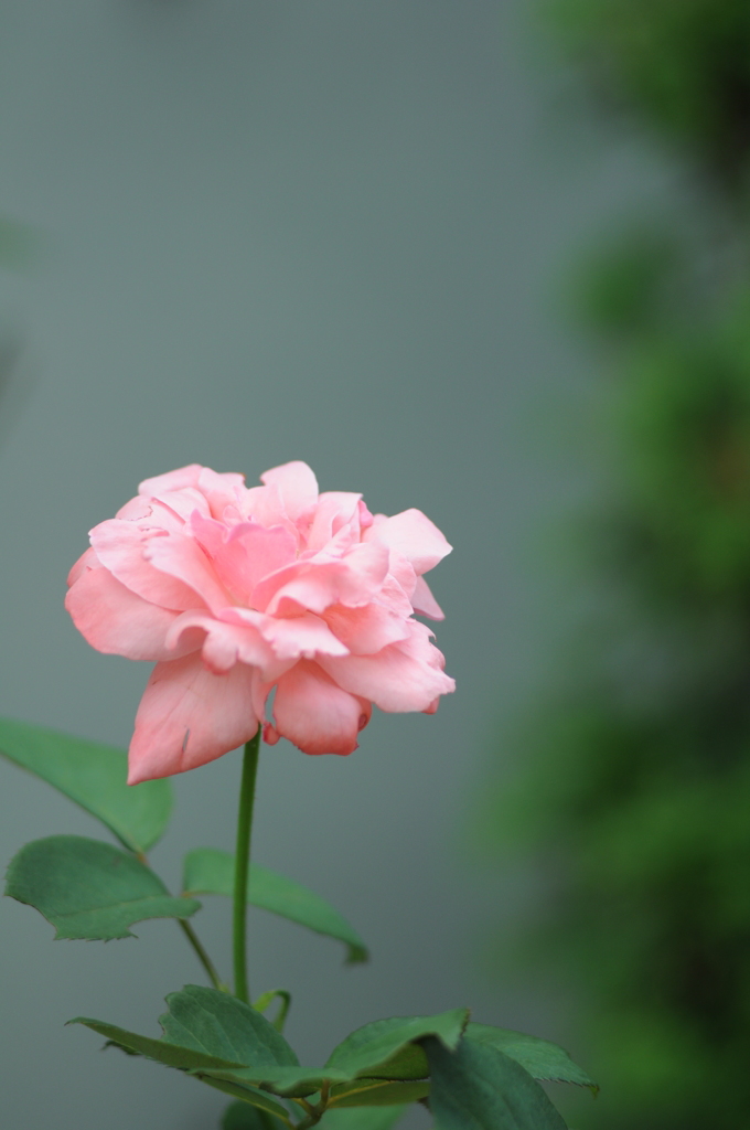 夏の薔薇