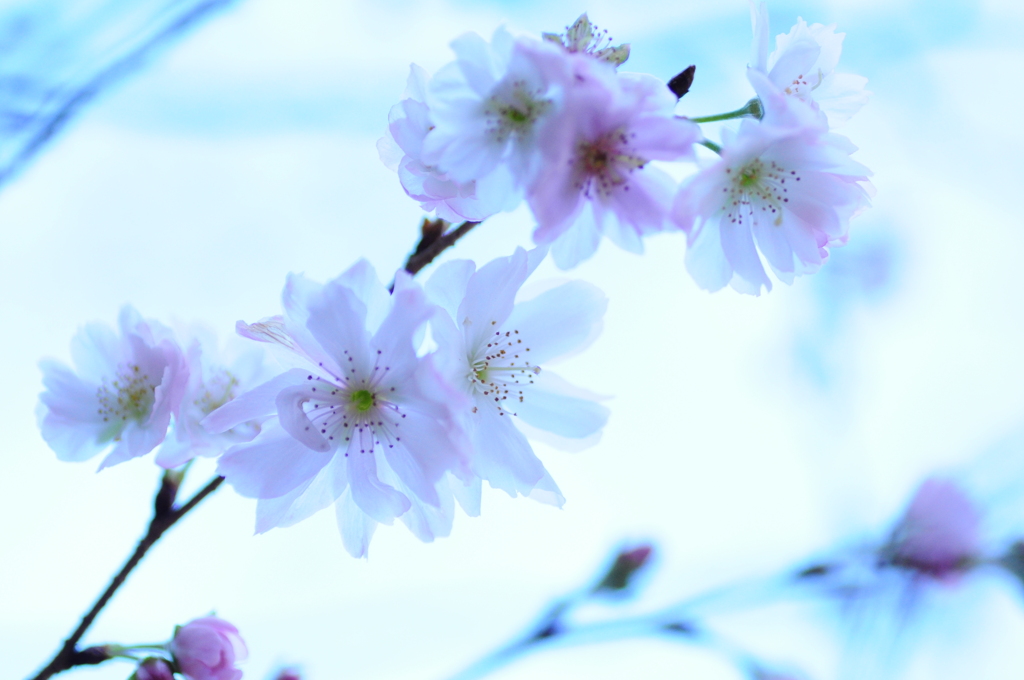 晩秋の桜