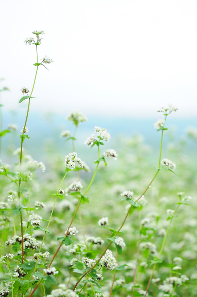 蕎麦の花