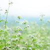 蕎麦の花