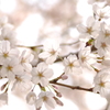 桜模様