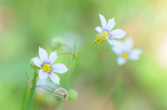 小さな白い花